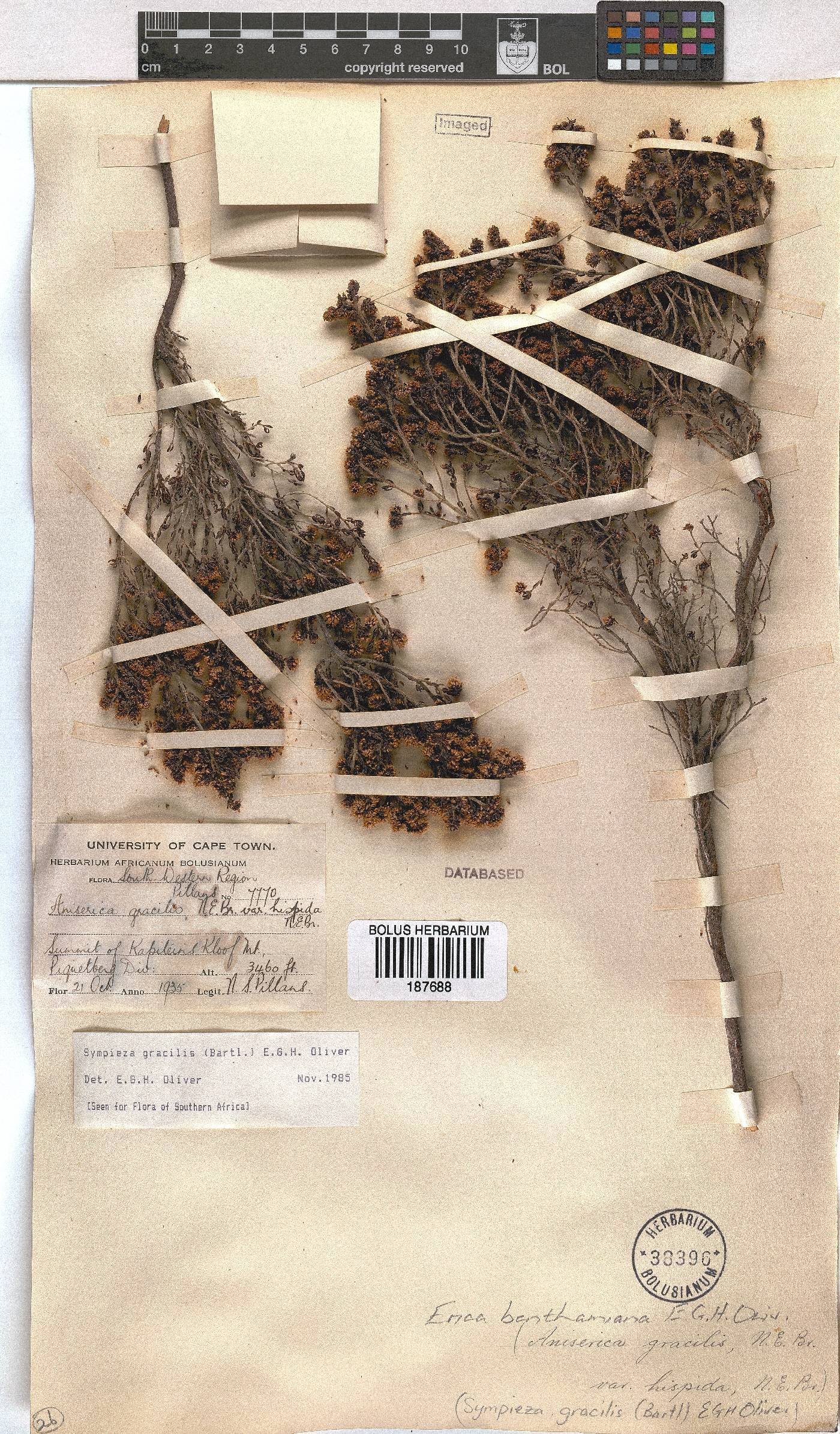 Erica benthamiana image