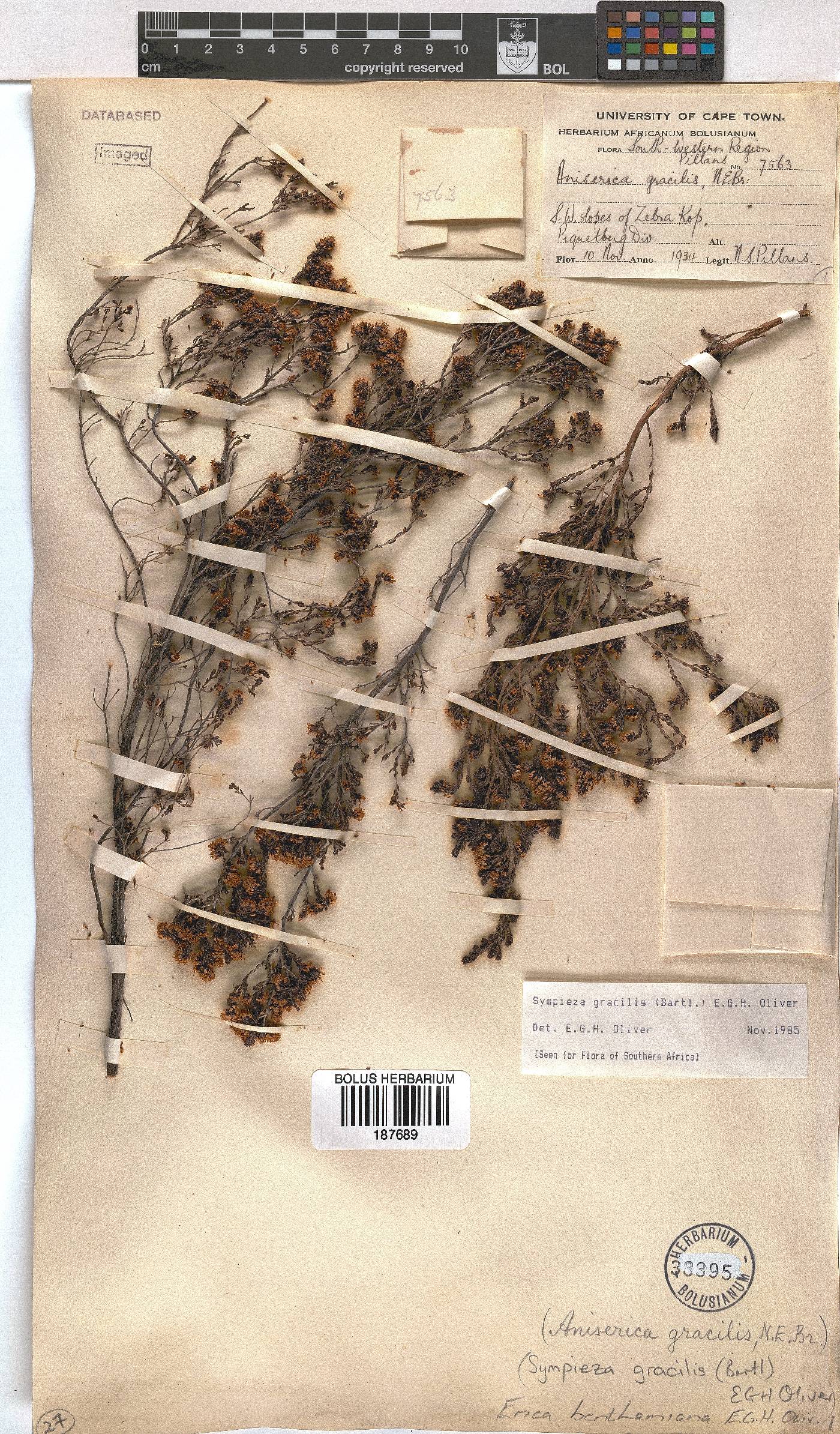 Erica benthamiana image