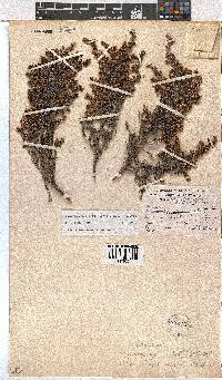 Erica benthamiana image