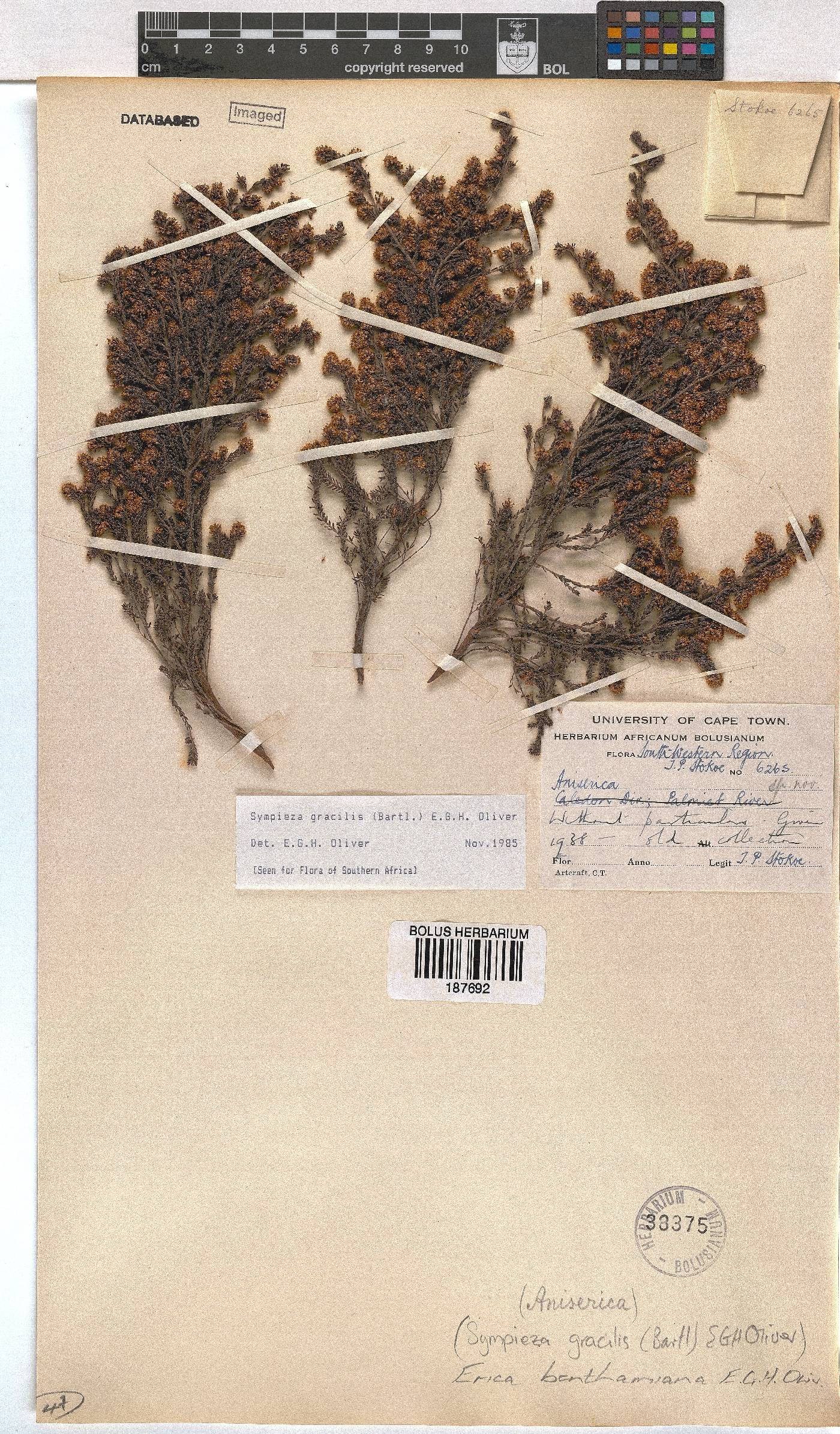 Erica benthamiana image