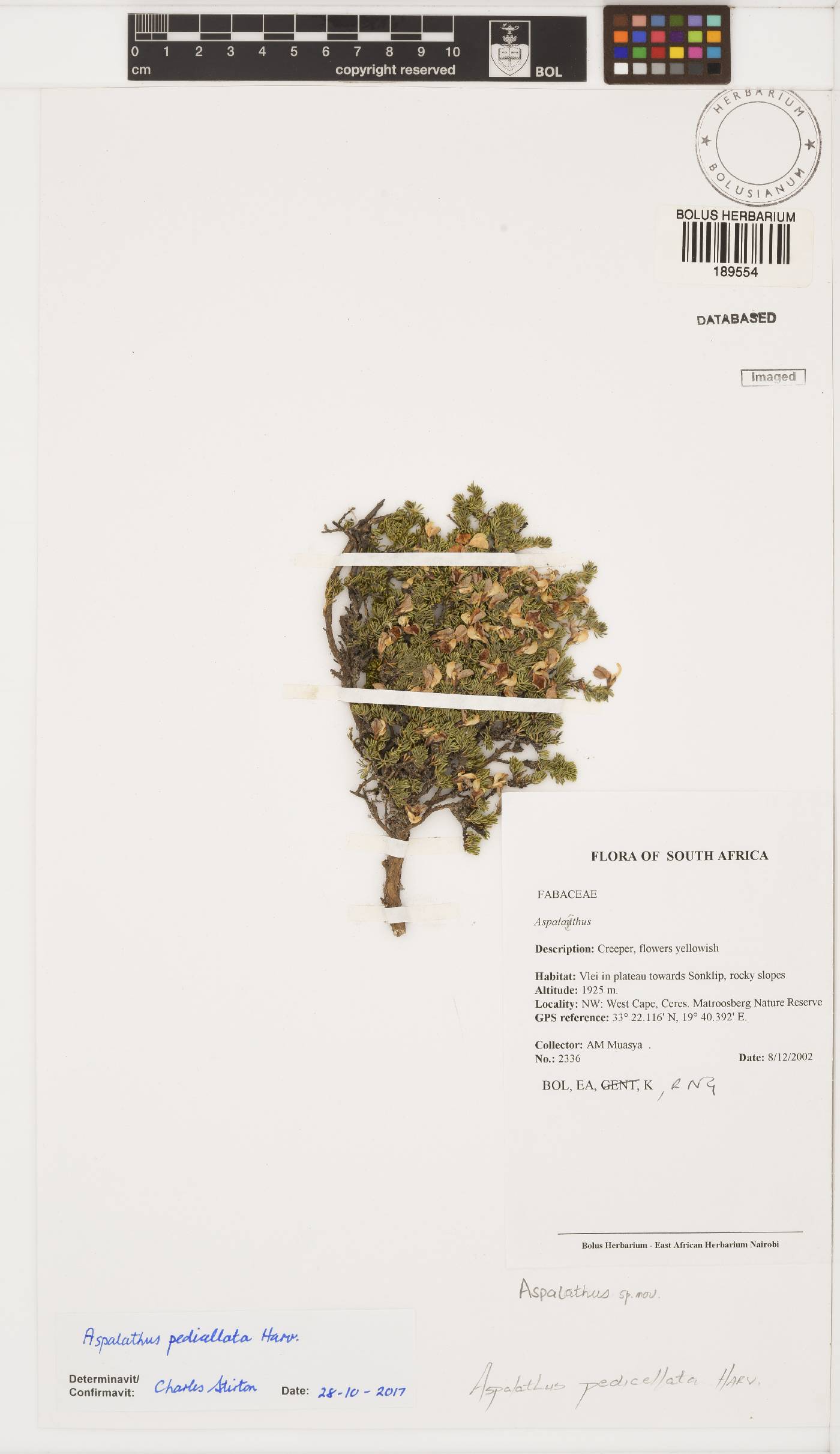 Aspalathus pedicellata image
