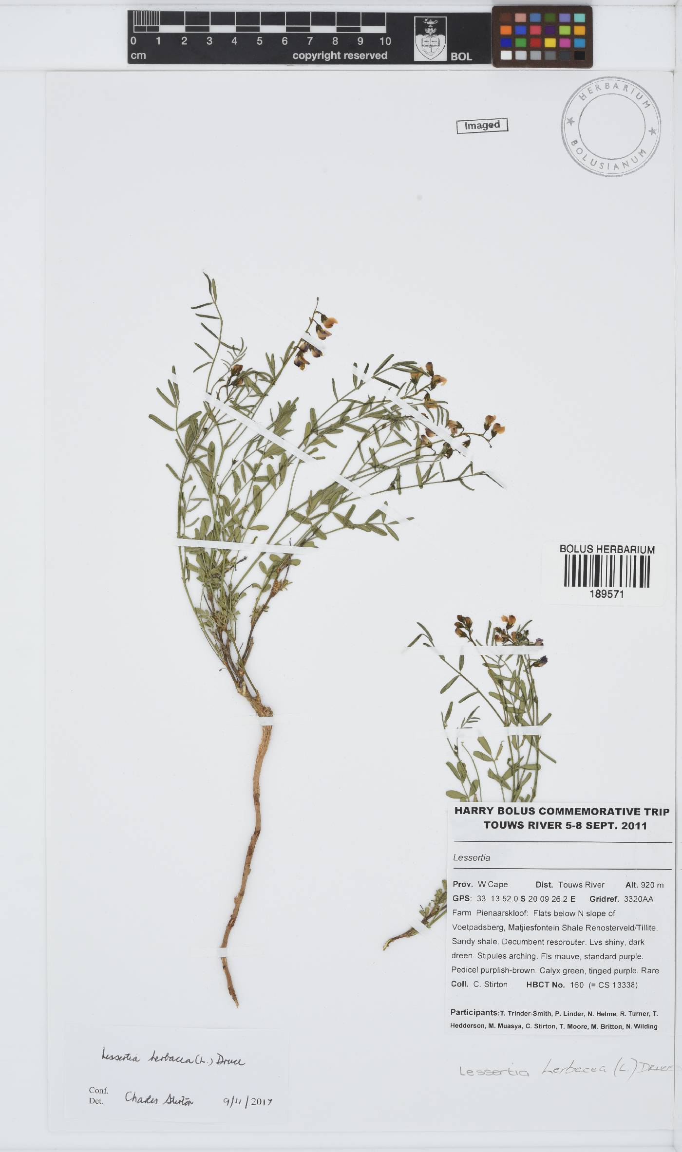 Lessertia herbacea image