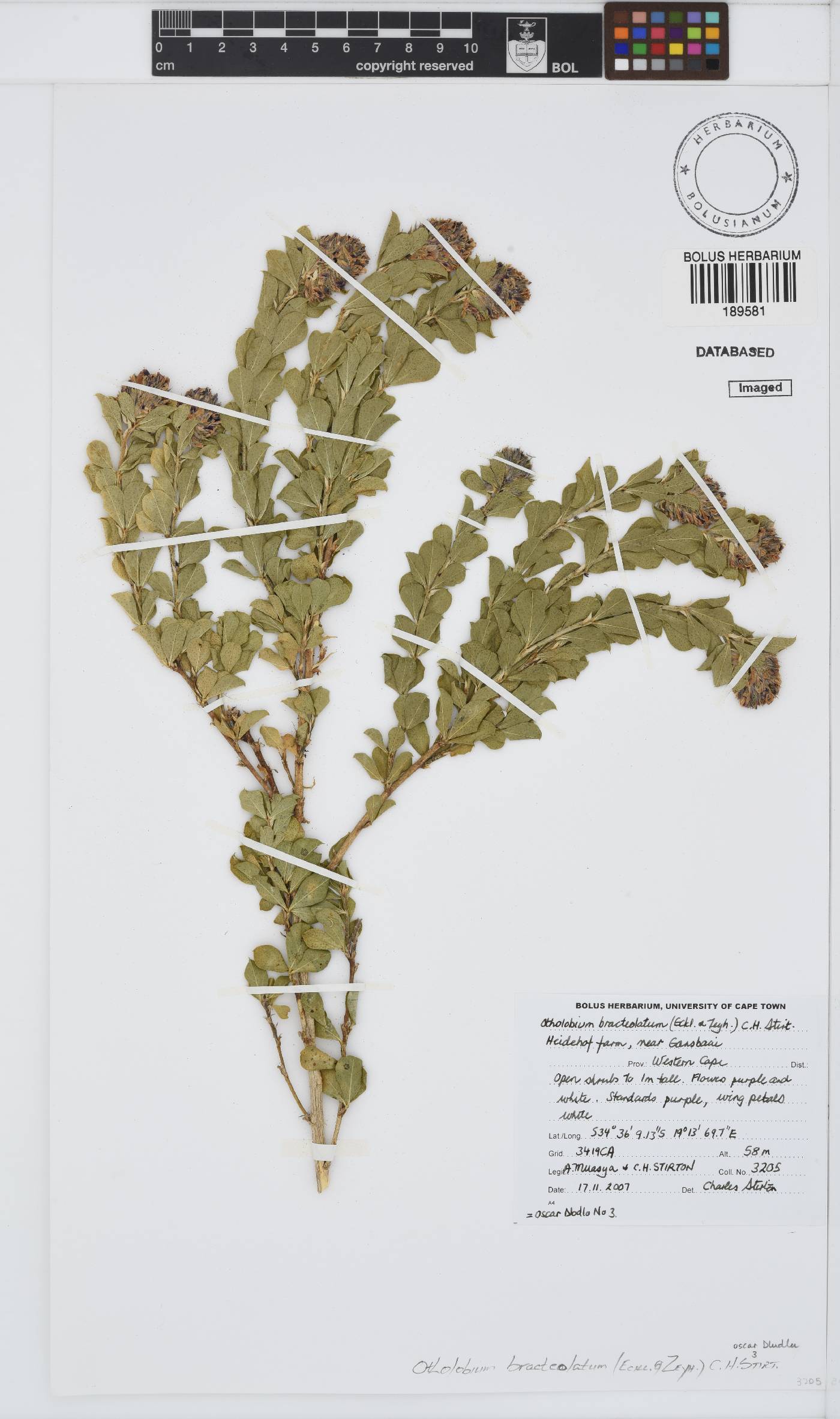 Otholobium bracteolatum image