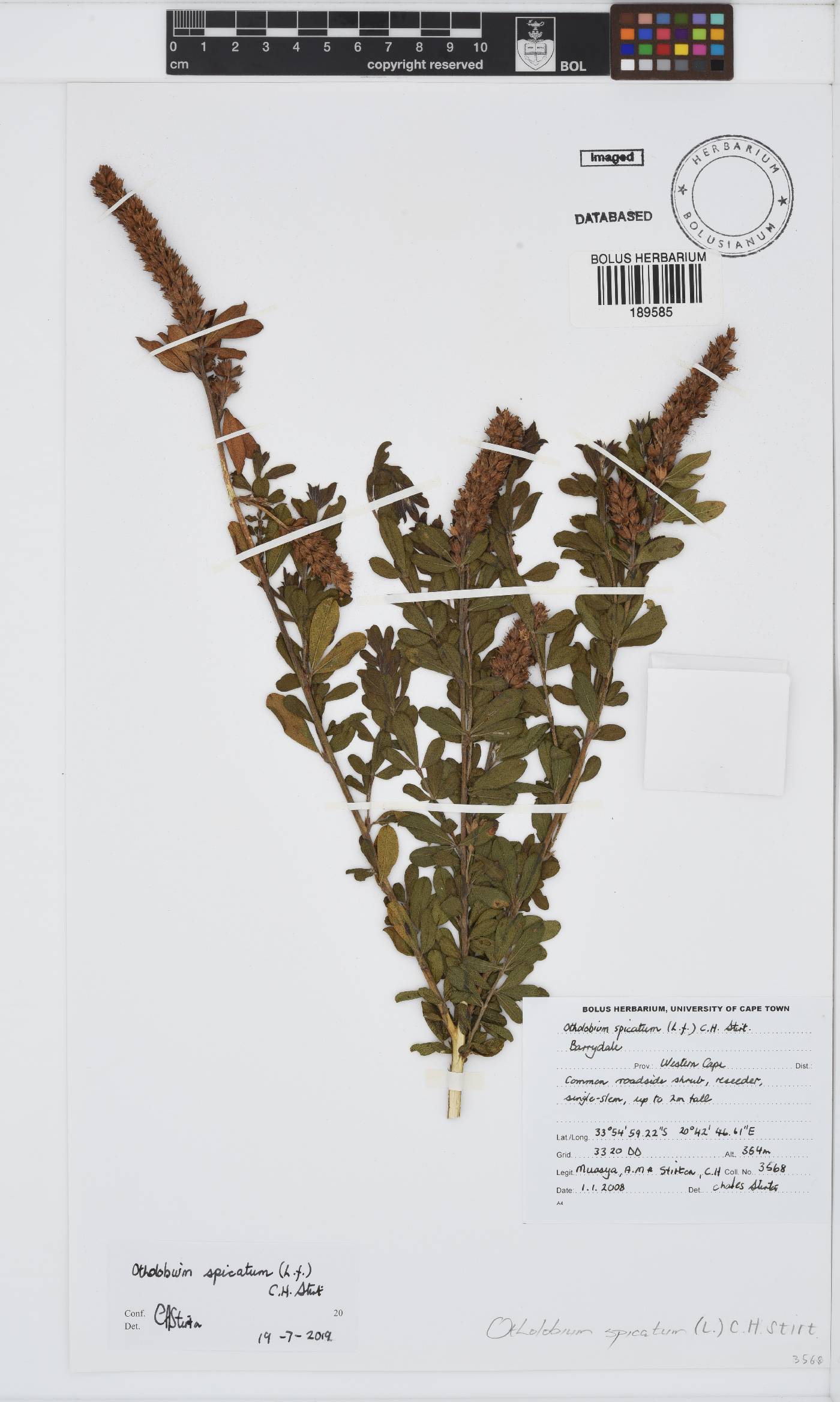 Otholobium spicatum image