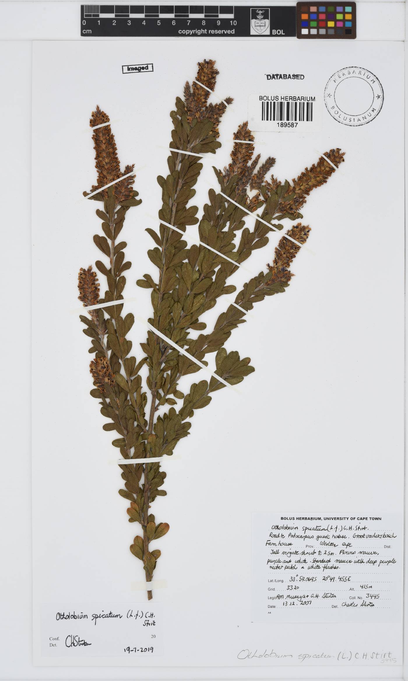 Otholobium spicatum image