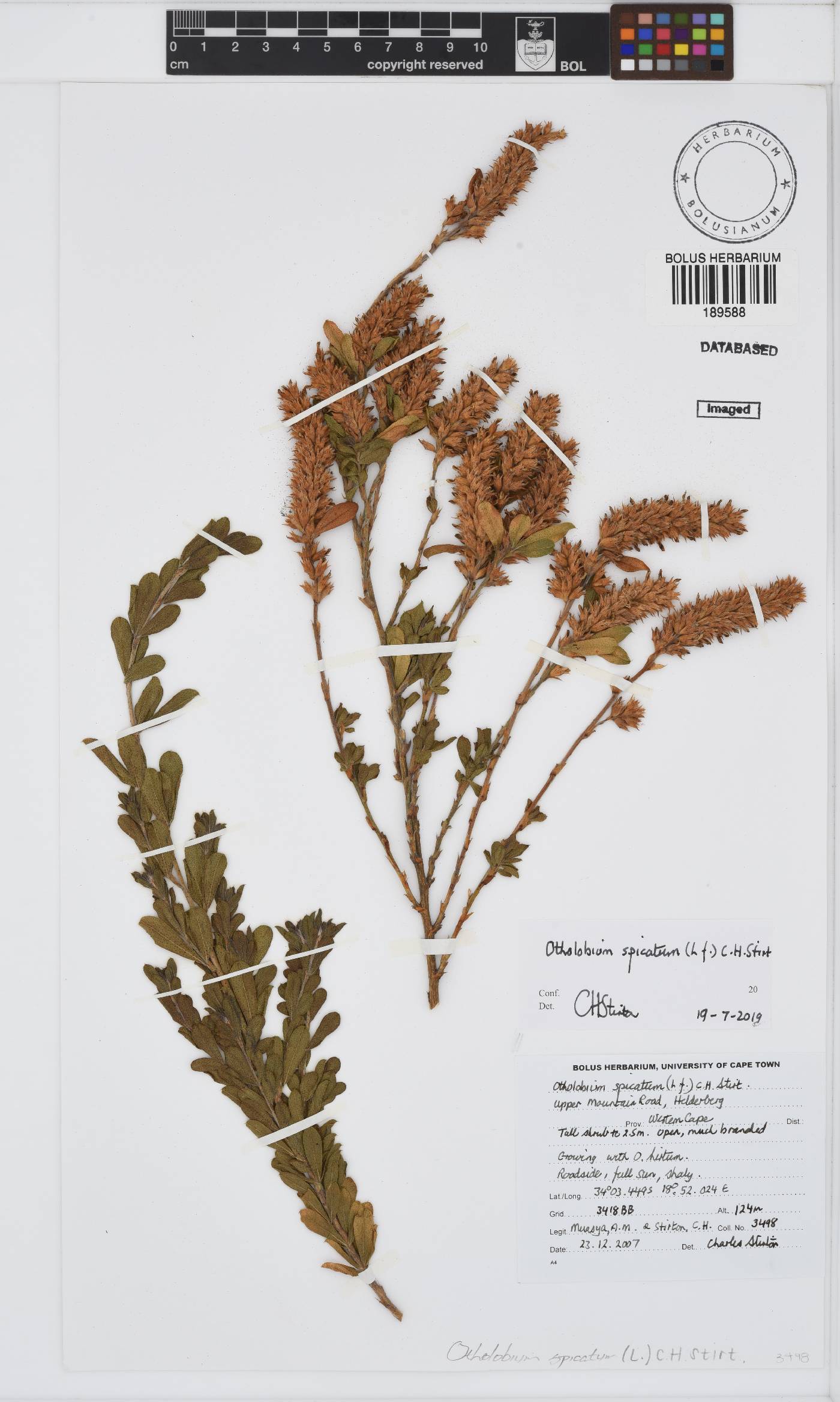 Otholobium spicatum image