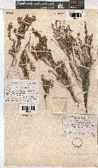 Erica melanthera image