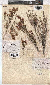 Erica melanthera image