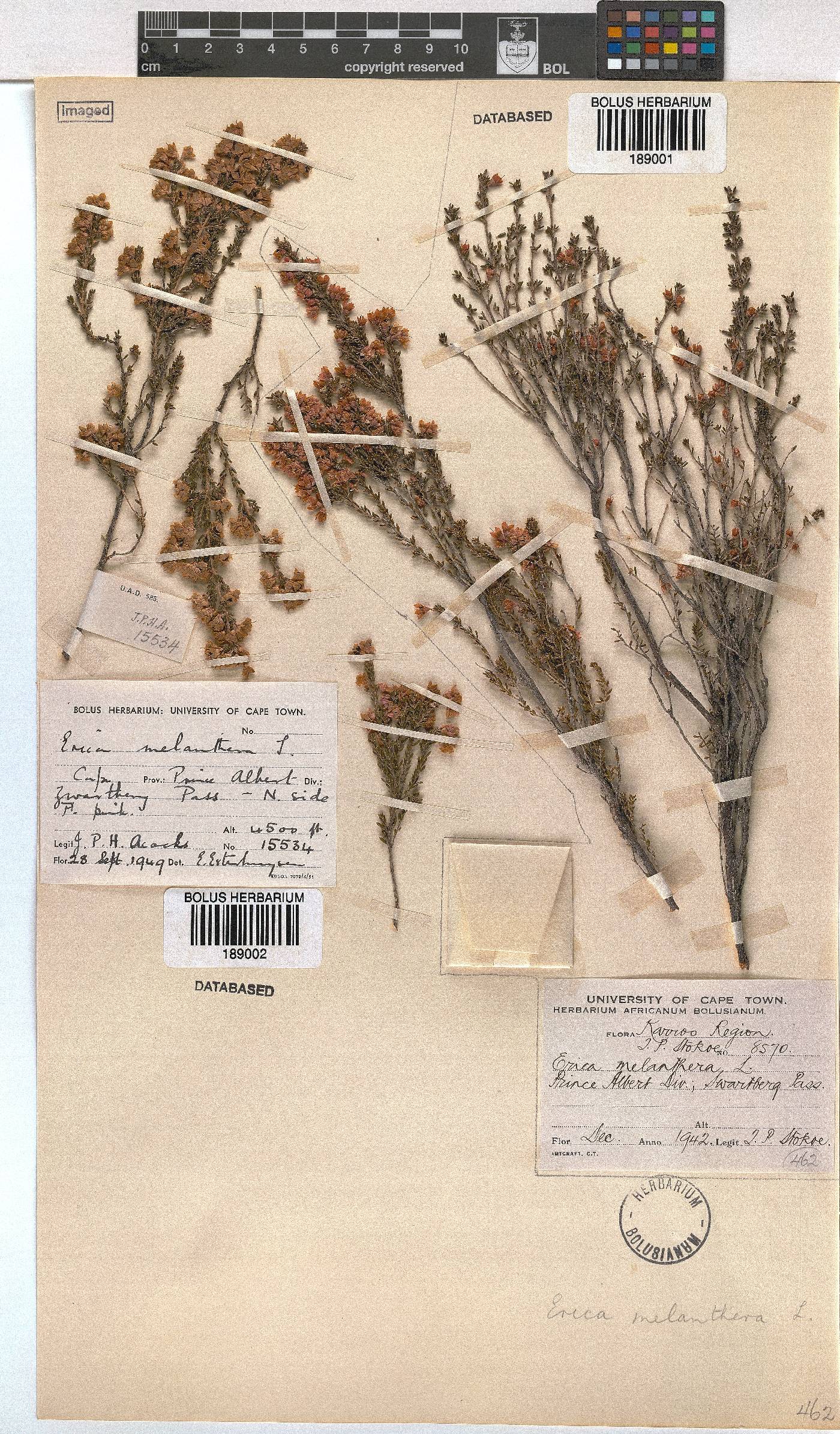 Erica melanthera image