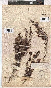 Erica melanthera image