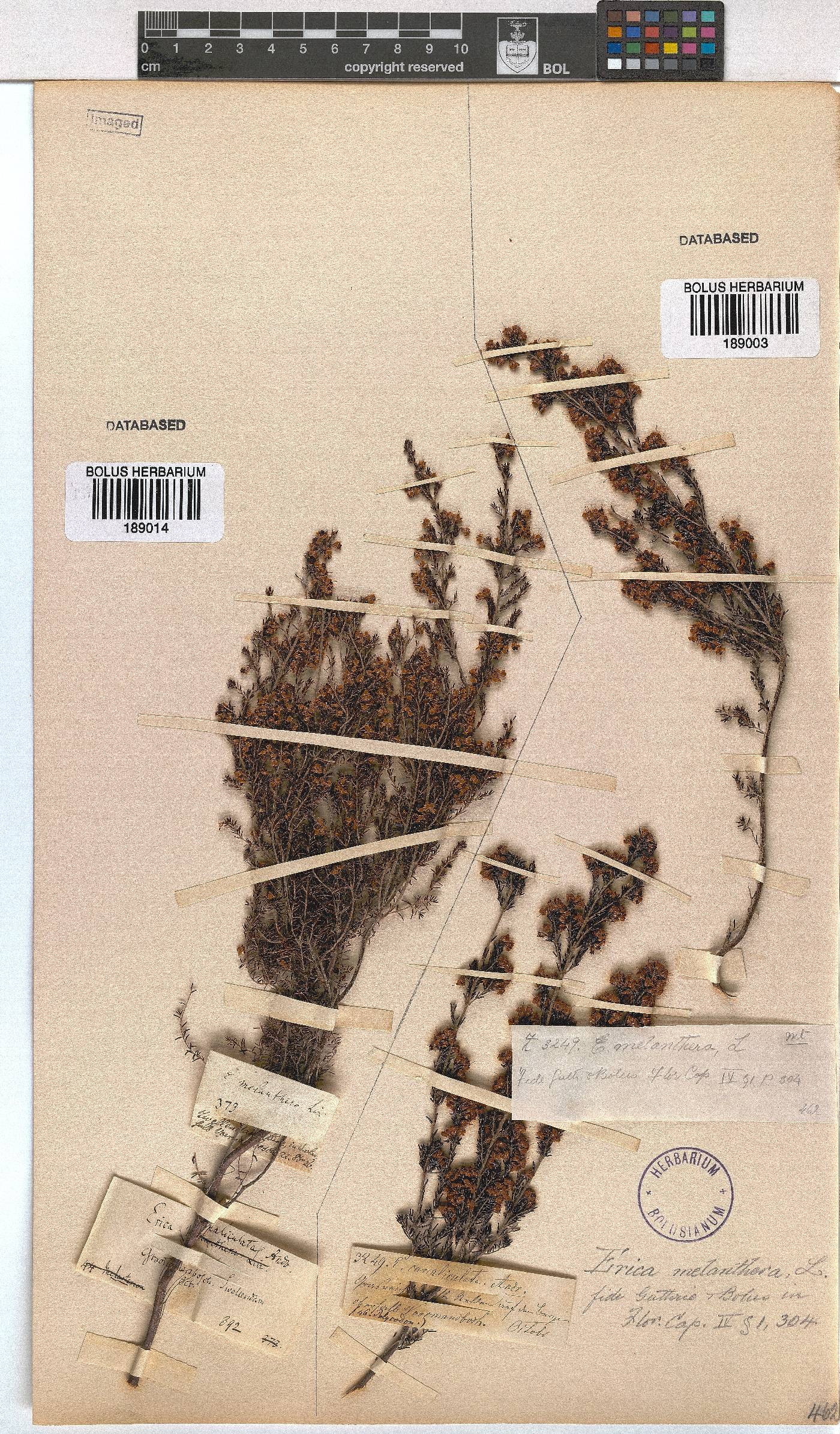 Erica melanthera image