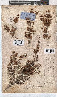 Erica melanthera image