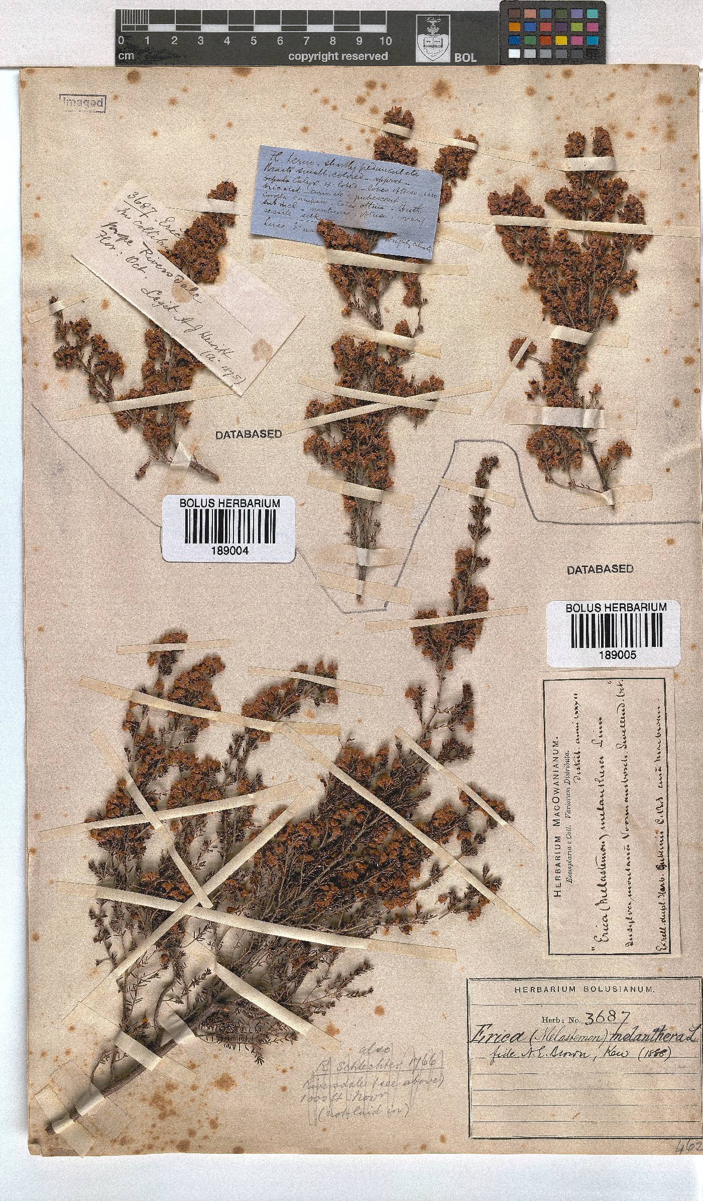 Erica melanthera image