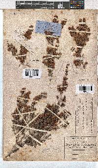 Erica melanthera image