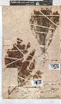 Erica melanthera image