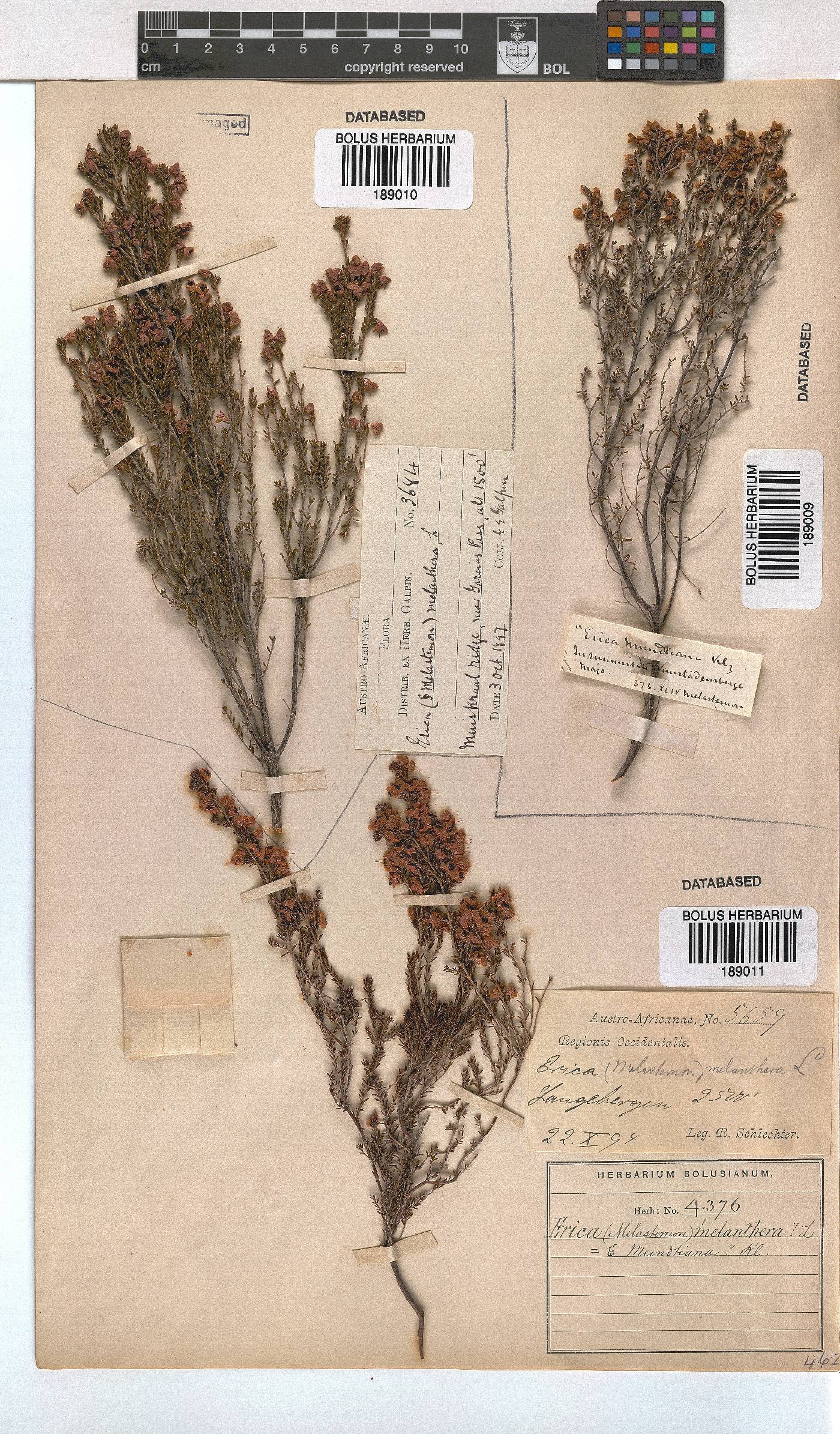 Erica melanthera image