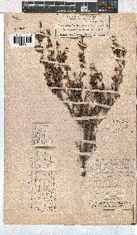 Erica melanthera image