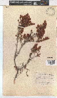 Erica melanthera image