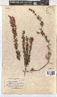 Erica melanthera image