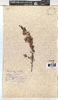 Erica melanthera image