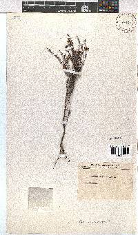 Erica melanthera image