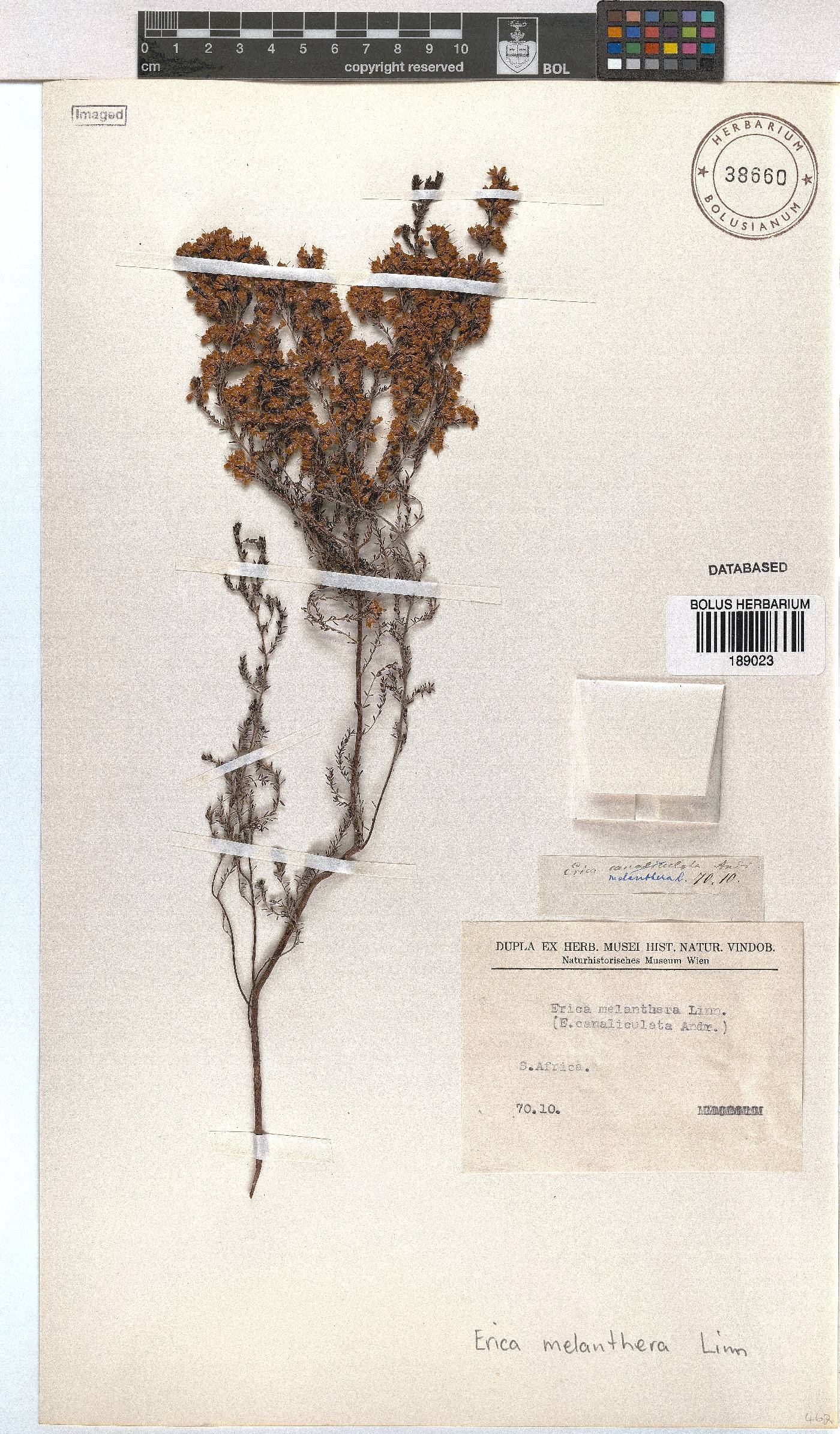 Erica melanthera image