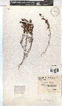 Erica melanthera image