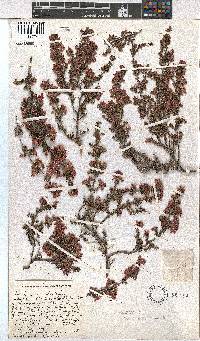 Erica melanthera image