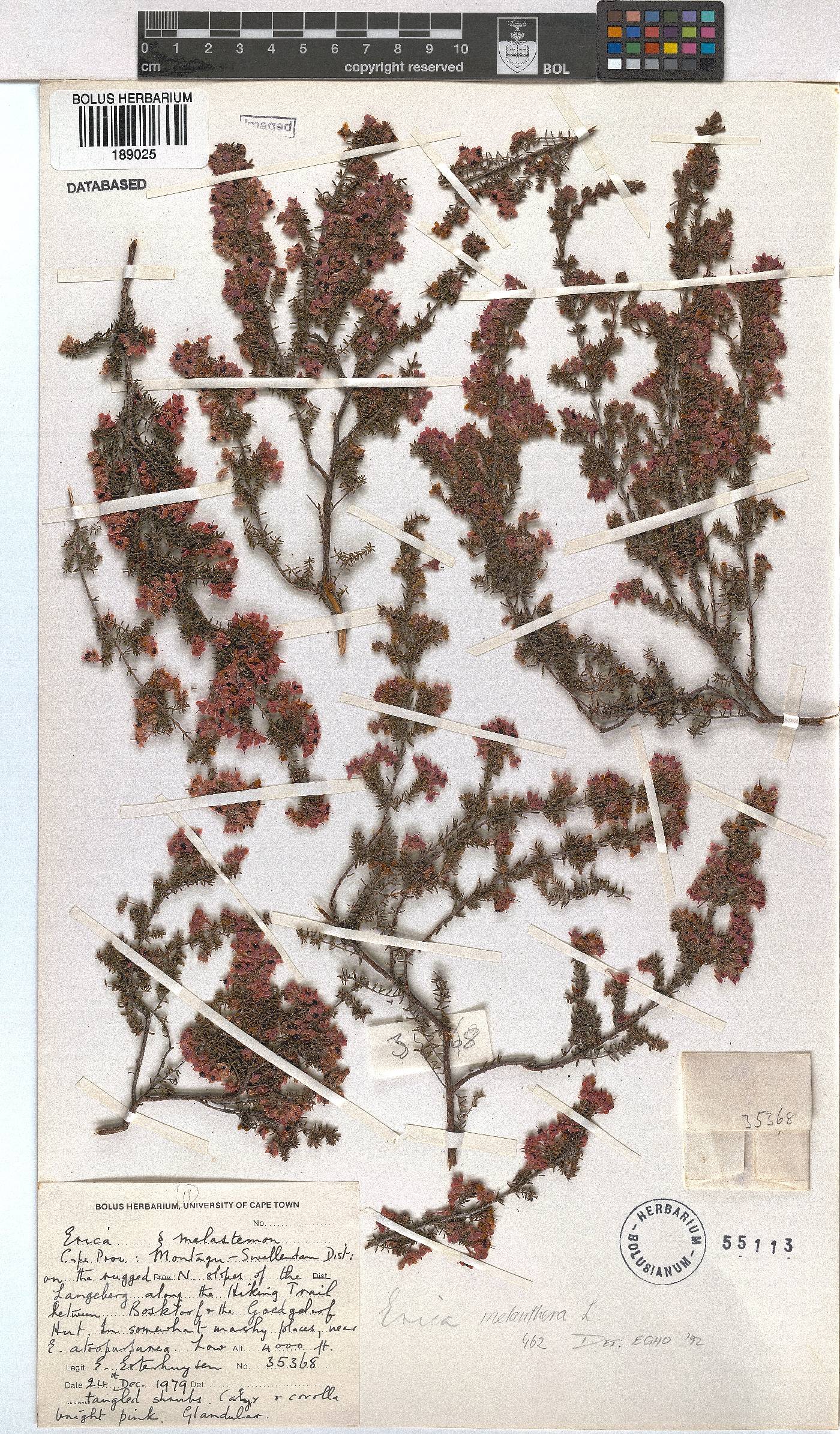 Erica melanthera image