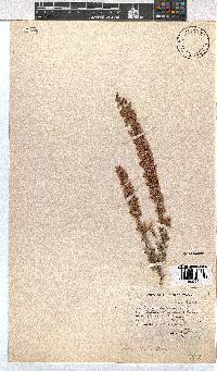 Erica melanthera image