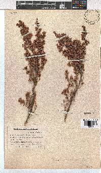 Erica melanthera image