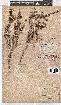 Erica melanthera image