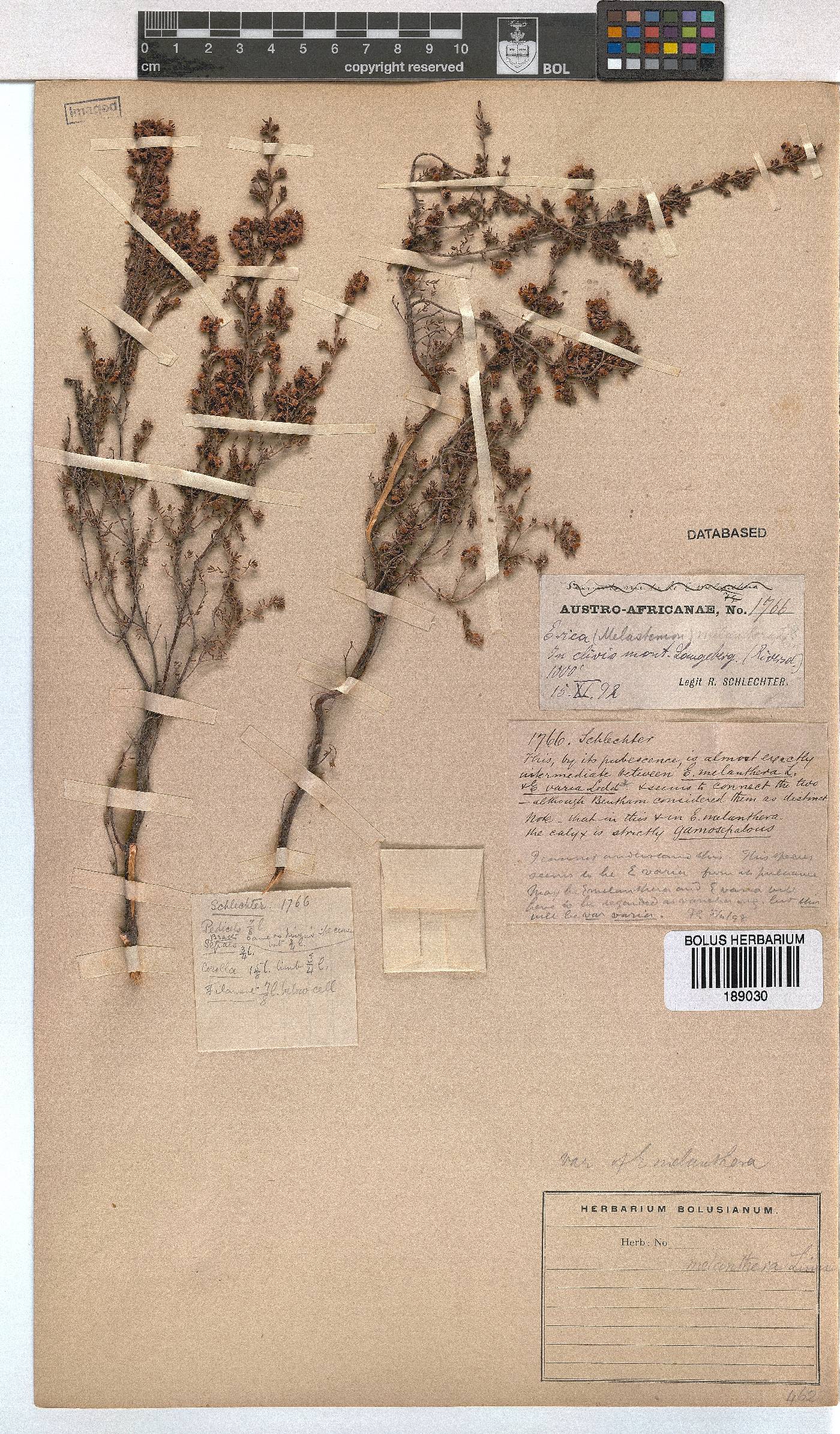 Erica melanthera image