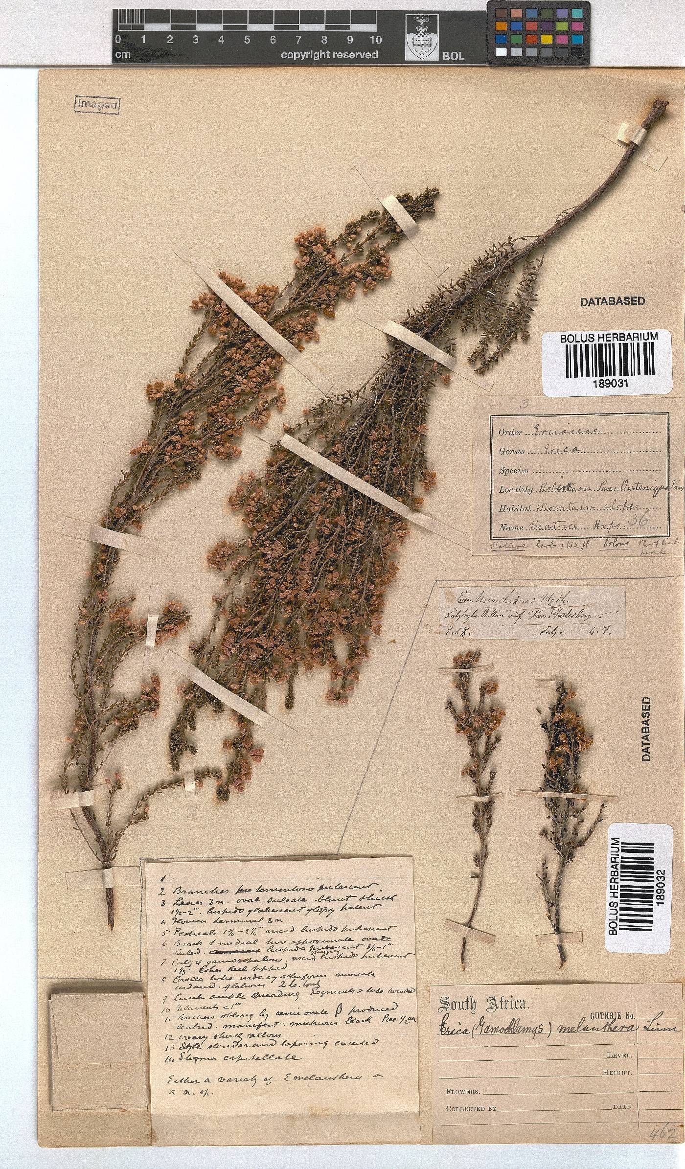 Erica melanthera image