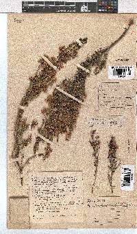 Erica melanthera image