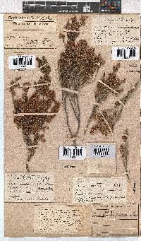 Erica melanthera image