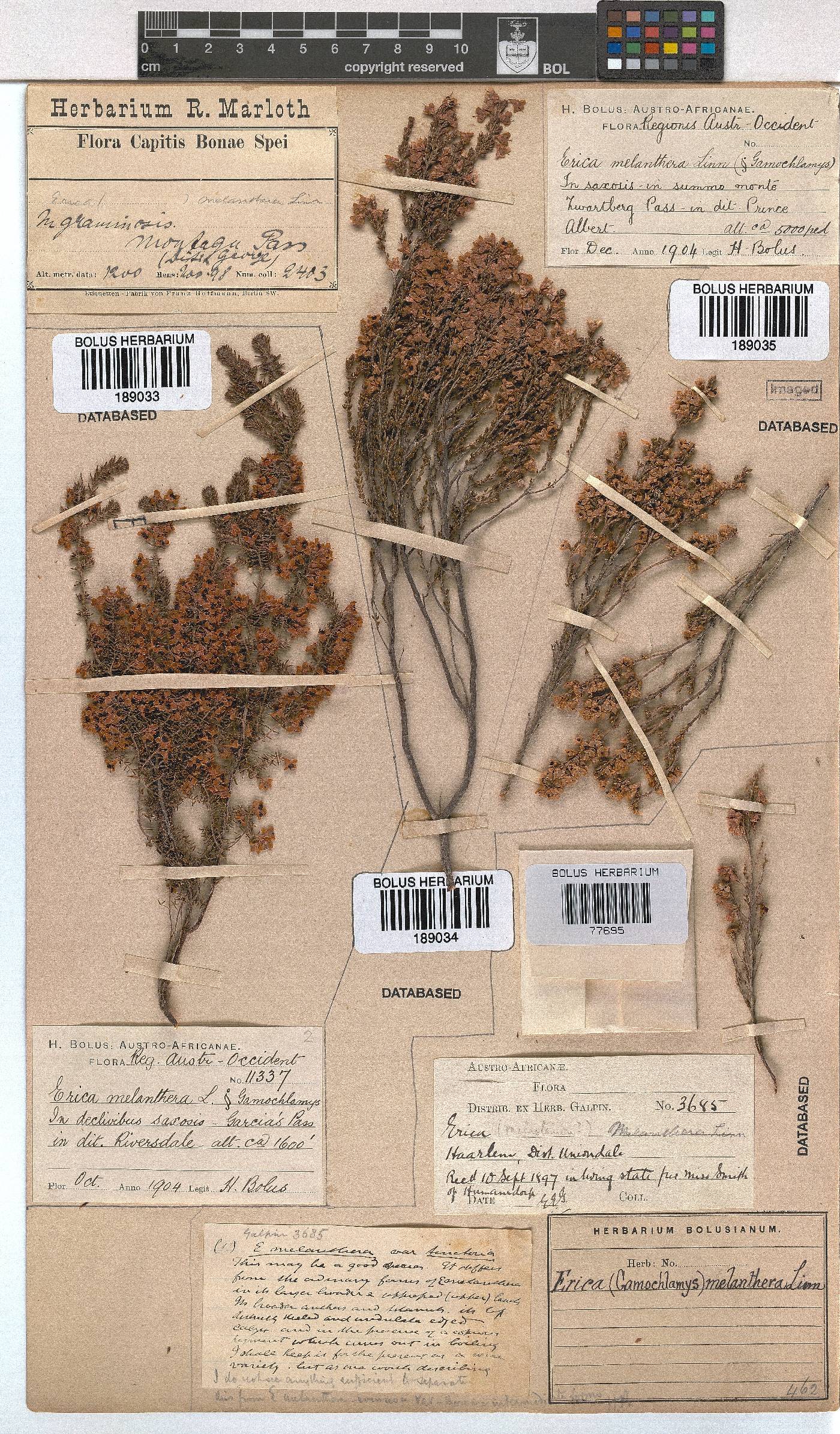 Erica melanthera image