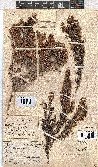 Erica chamissonis image