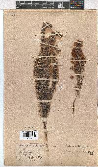 Erica chamissonis image