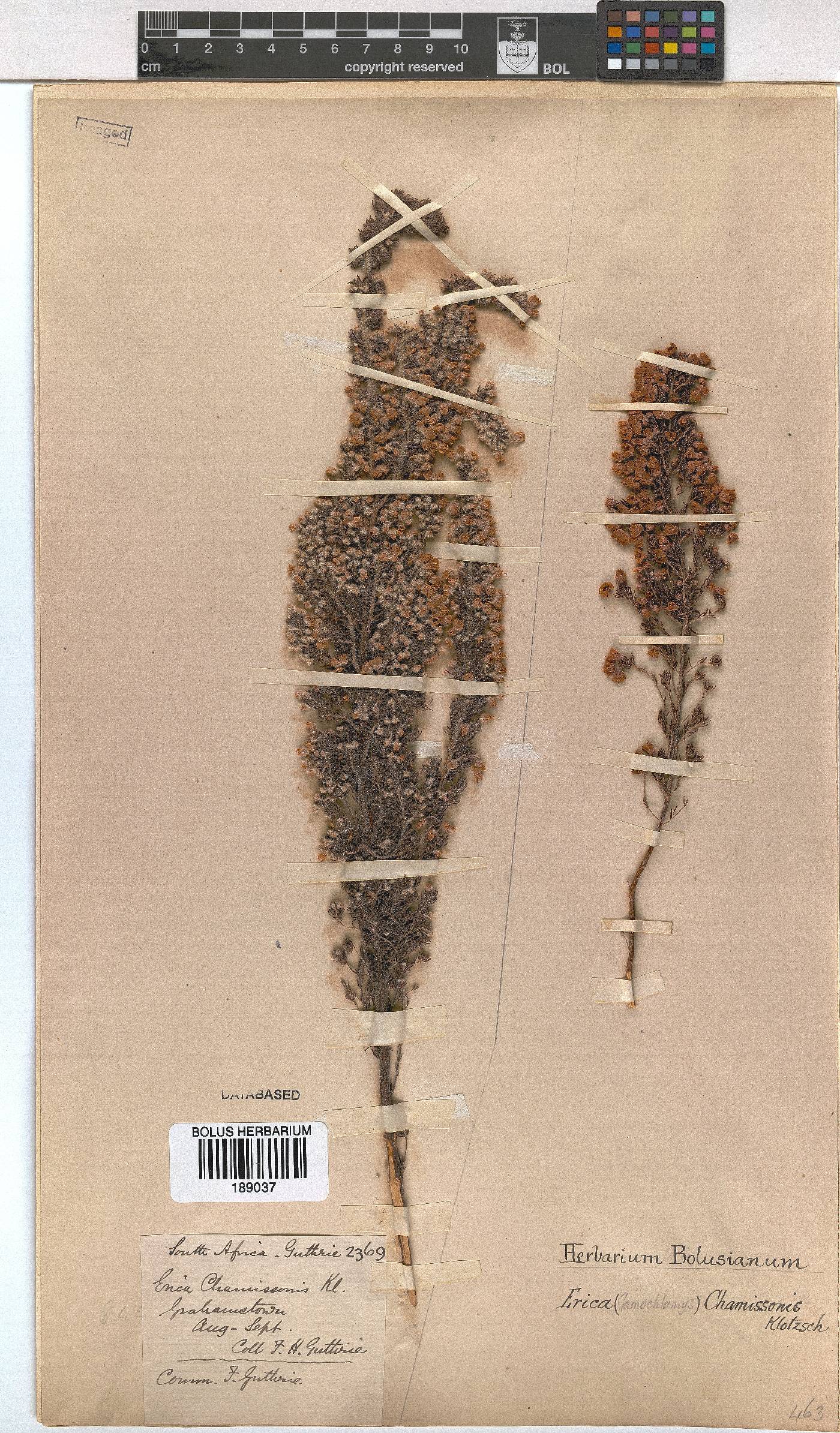 Erica chamissonis var. hirtifolia image