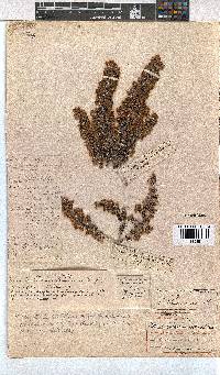 Erica chamissonis image