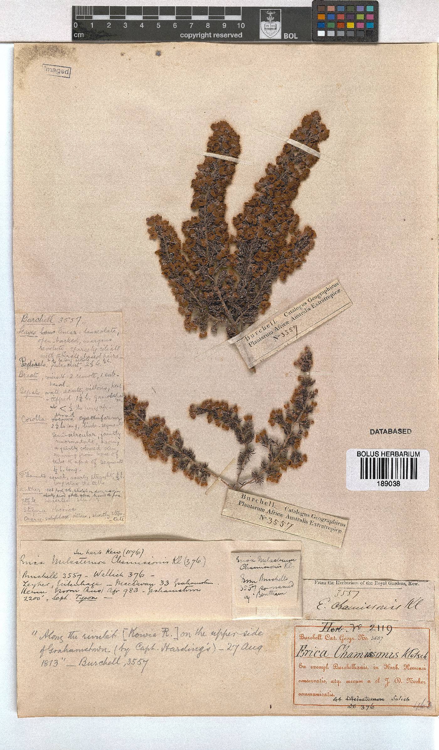 Erica chamissonis var. hirtifolia image