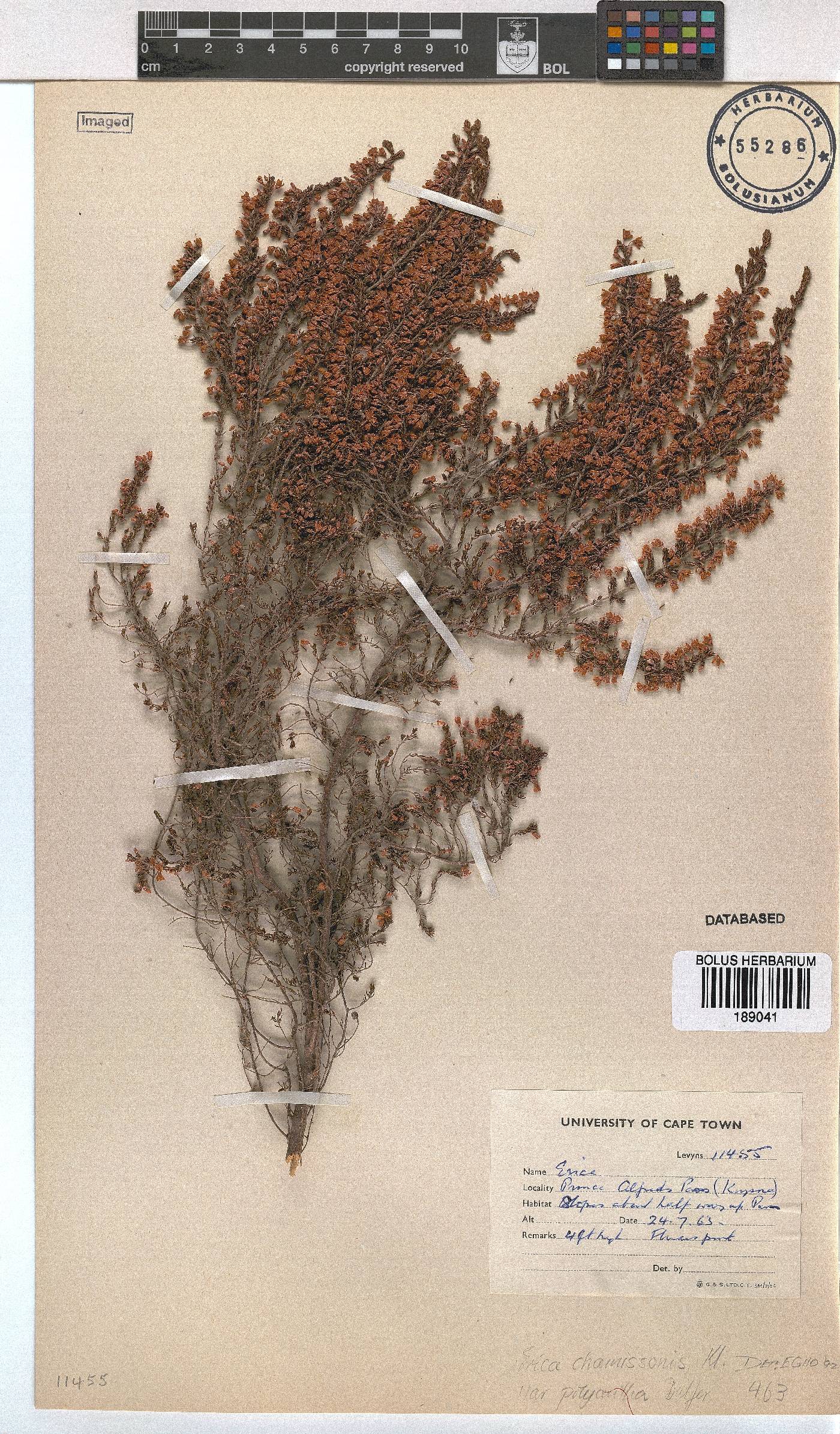 Erica chamissonis image