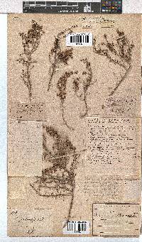 Erica chamissonis var. polyantha image