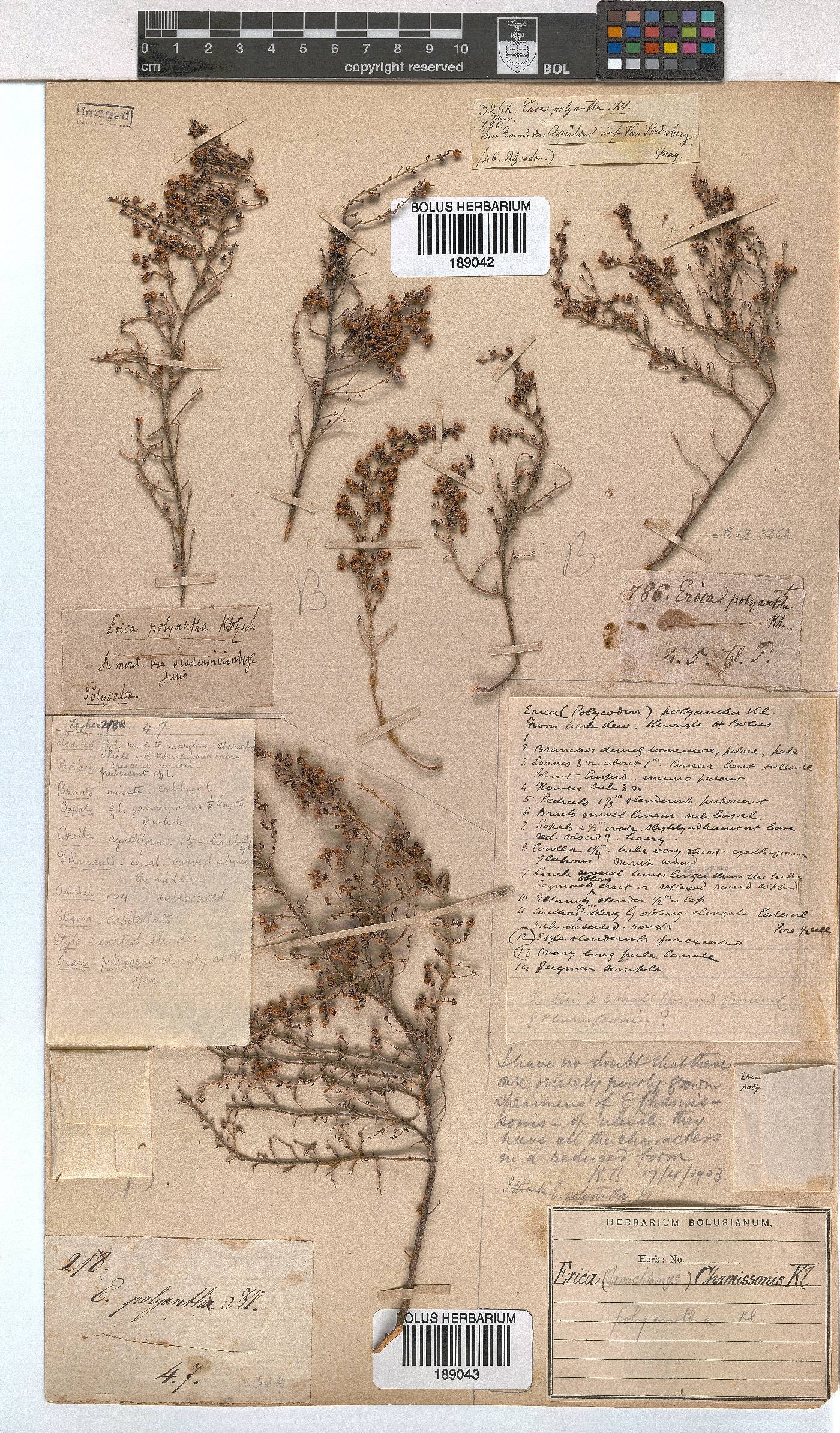 Erica chamissonis var. polyantha image