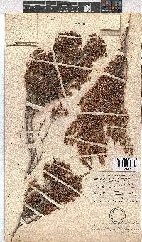 Erica chamissonis var. polyantha image