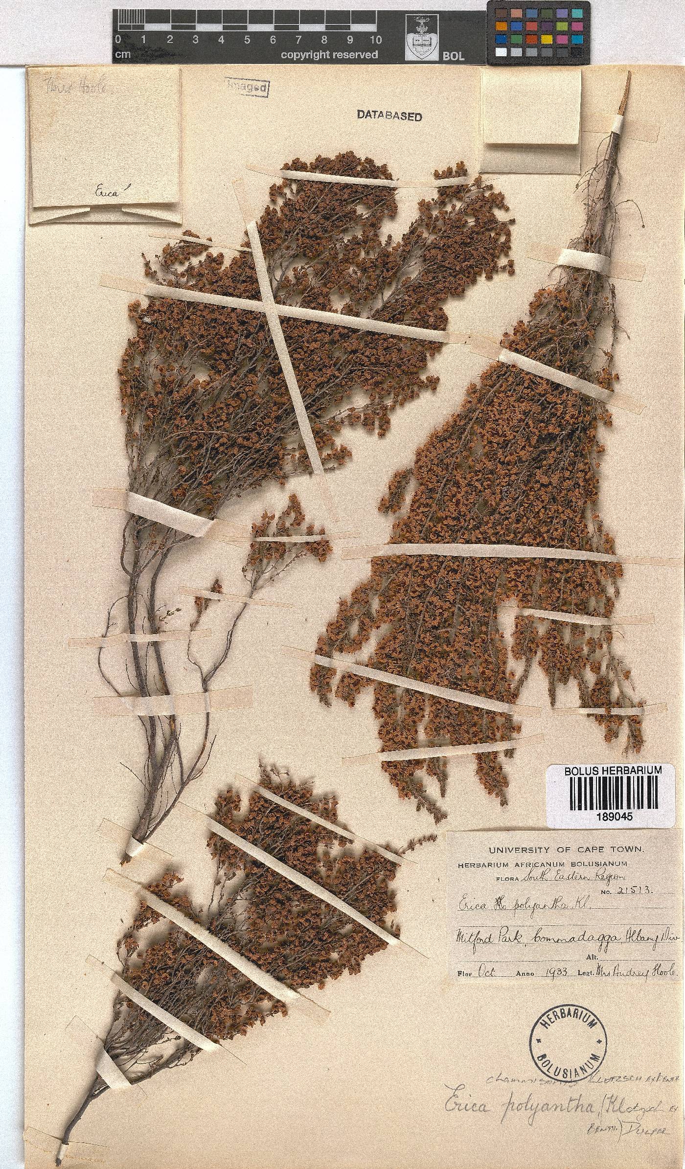 Erica chamissonis var. polyantha image