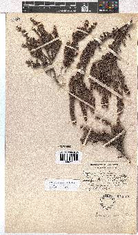 Erica saptouensis image