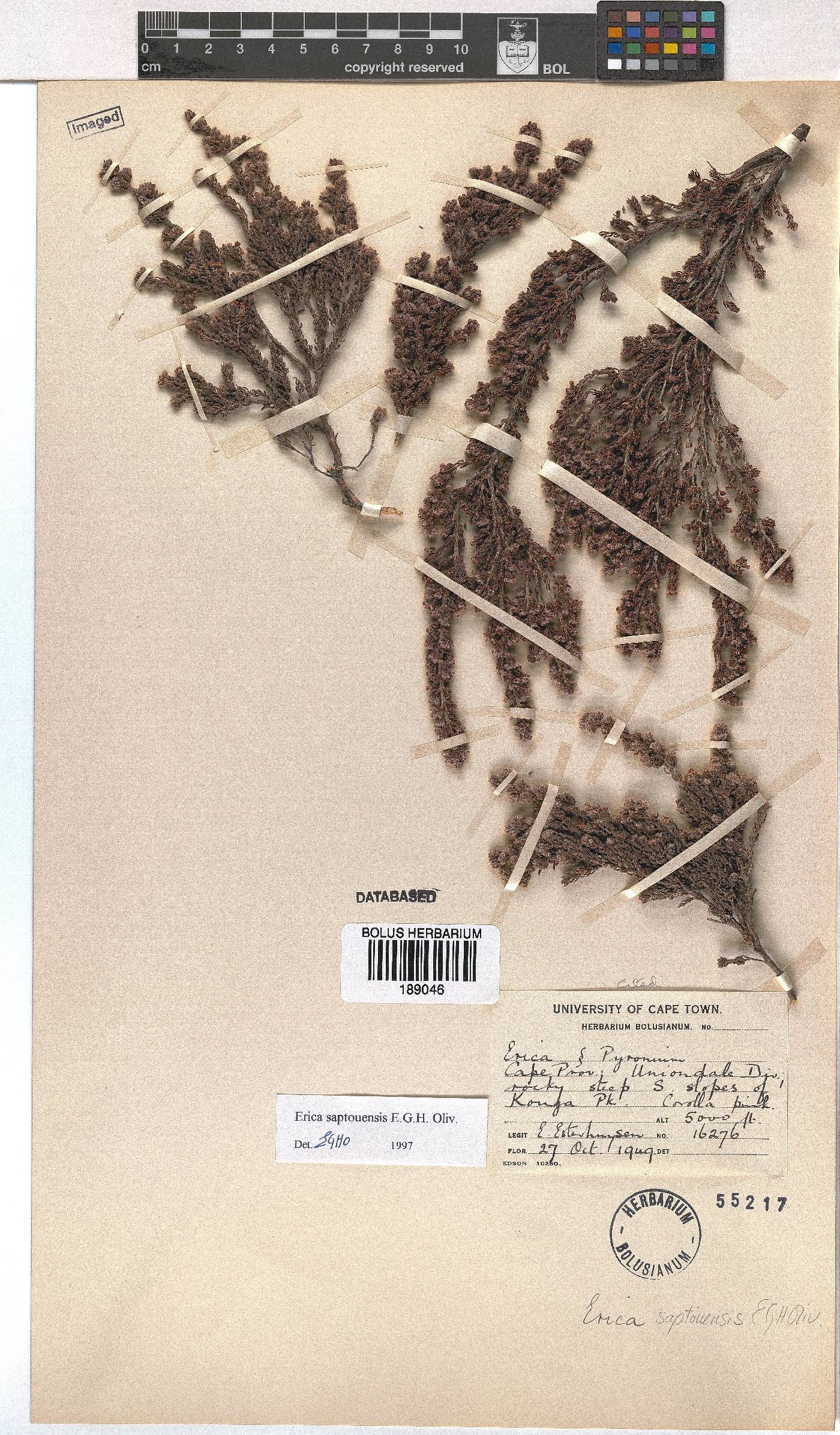 Erica saptouensis image