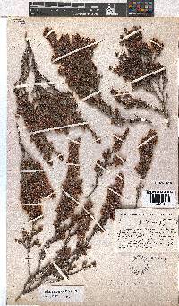 Erica saptouensis image